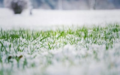 The Best Time to Add Fertilizer to Your Lawn during Winter