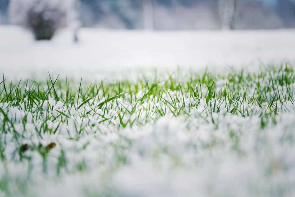 The Best Time to Add Fertilizer to Your Lawn during Winter