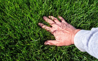 9 Tips to Revive Dead Grass on your Lawn