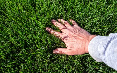 9 Ways to Revive a Dead Lawn and Make Grass Green Again