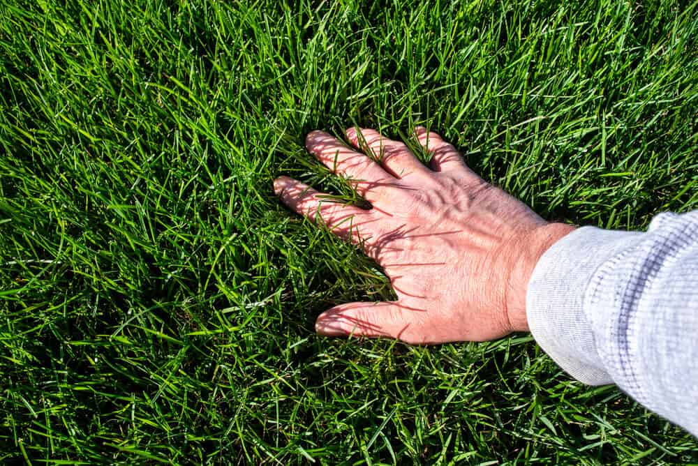 Lawn watering tips