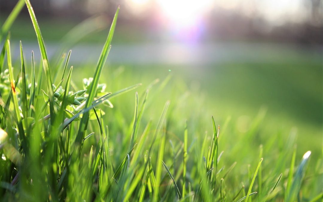 lawn care
