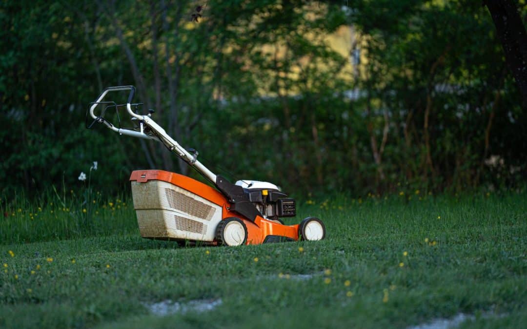 Switching to Sustainable Lawn Care with Ease