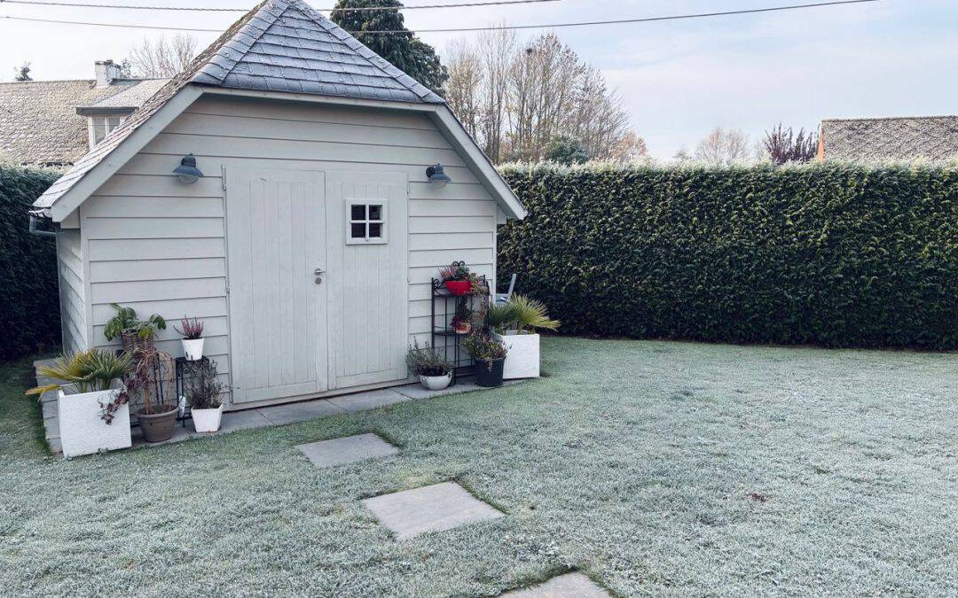 winter lawn care
